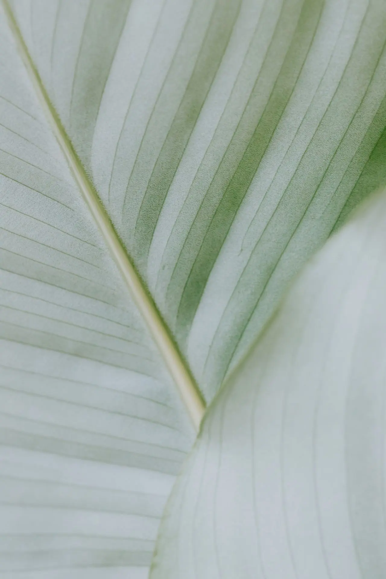 Close-up of a pale green tropical leaf.