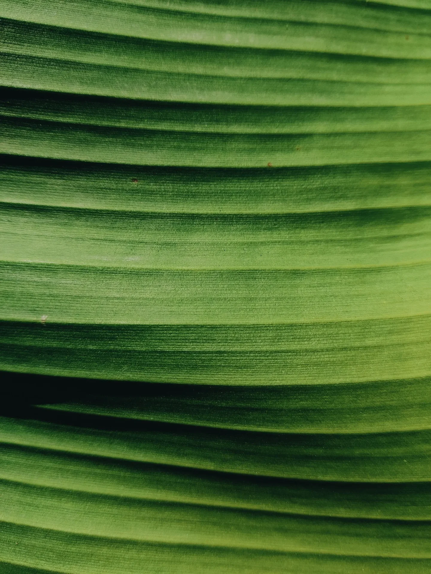 pexels-victoria-knyshova-177079167-12321610 Close-up of a green leaf with horizontal texture.
