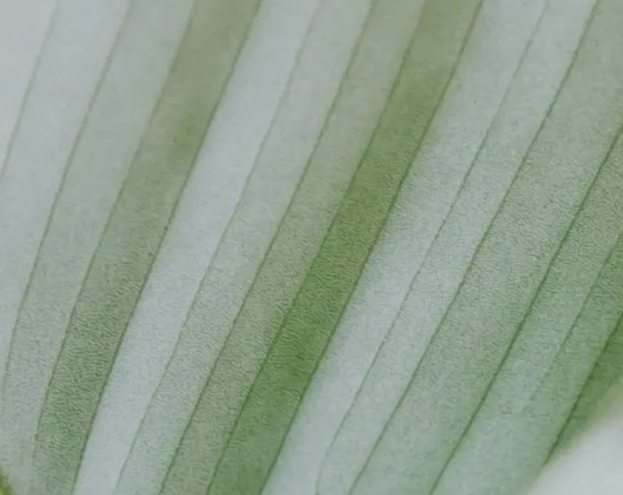 Close-up of a pale green tropical leaf.