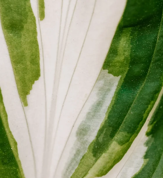 pexels-karola-g-4621594 Variegated green and white leaf.