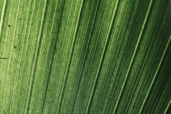 pexels-nans1419-17312308 Close-up of a green leaf with fine vertical veins.